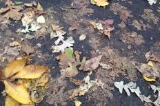 Runoff from leaves can lead to algal blooms in Madison's lakes (Connor Smith/Madison Commons)