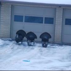 Turkeys in Driveway