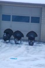 Turkeys in Driveway