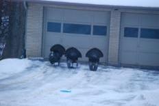 Turkeys visit a driveway in Madison, which is an increasingly common occurrence (Photo by Beatriz Botero)
