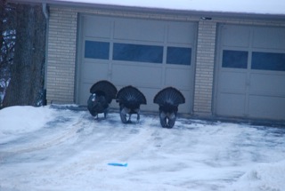 Turkeys in Driveway