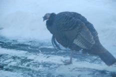 A wild turkey walks along a driveway in Madison (Photo by Beatriz Botero)