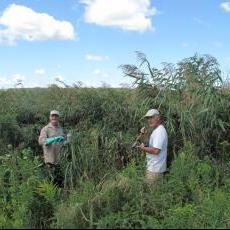 Volunteers remove invasive reed grass