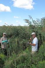 Volunteers remove invasive reed grass