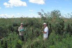 Volunteers remove invasive reed grass