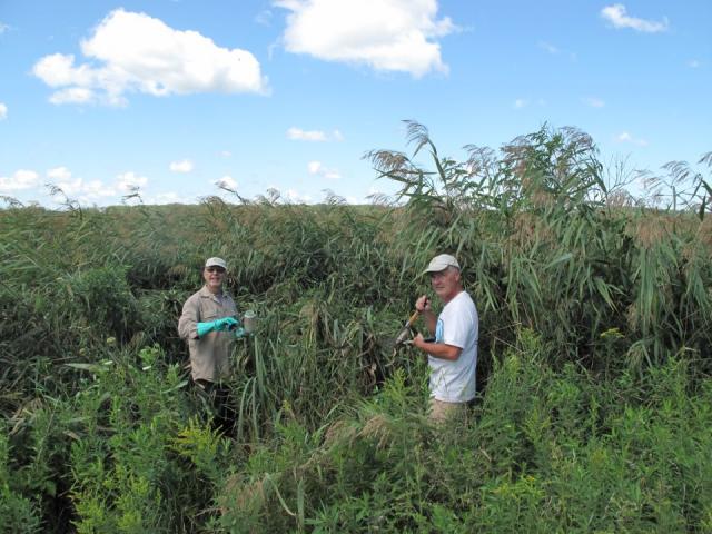 Volunteers Jim Hughes and Tim Nelson remove invasive giant reed grass from Cherokee Marsh wetlands (Photo by Janet Battista)