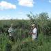 Volunteers remove invasive reed grass