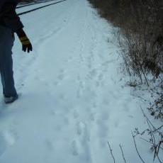 Rhonda Martin following fox tracks along the railroad in Warner Park