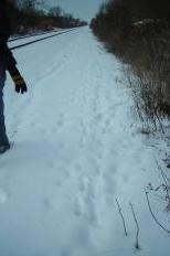 Rhonda Martin following fox tracks along the railroad in Warner Park