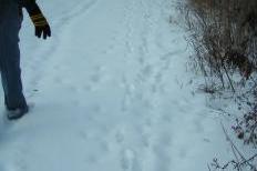 Rhonda Martin following fox tracks along the railroad in Warner Park
