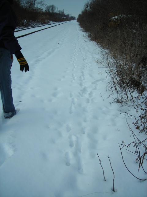 Rhonda Martin following fox tracks along the railroad in Warner Park