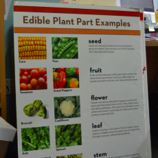 AmeriCorps volunteers help students learn the ABCs of peas, and other vegetables. (Jen Gragg/Madison Commons)