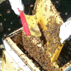 Madison Bee Keeping