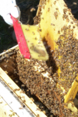 Madison Bee Keeping