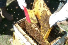 Madison Bee Keeping