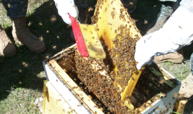 Jeanne Hansen shows the inside of one of her hive, where the bees reside on the combs. (Photo by: Jeanne Hansen)