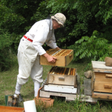 Madison Bee Keeping 2