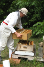 Madison Bee Keeping 2