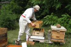 Madison Bee Keeping 2