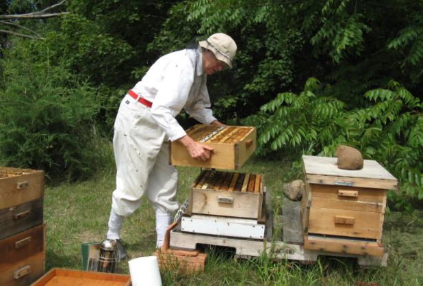 Jeanne Hansen regularly disassembles her hives to inspect her bees to make sure they are healthy, monitor honey levels and to check if there is space for the bees to grow. (Photo by: Jeanne Hansen)