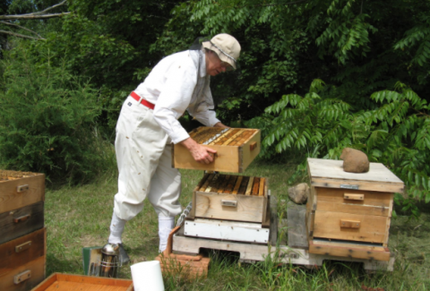 Madison Bee Keeping 2