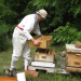 Madison Bee Keeping 2