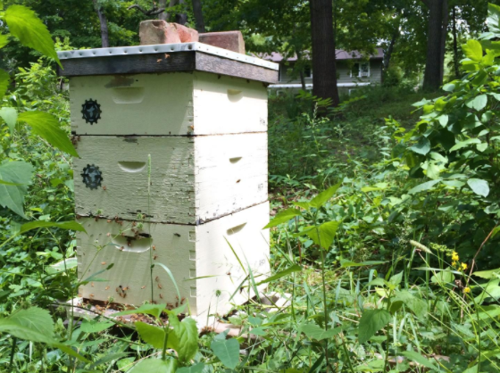 A beehive placed in a host’s backyard. (Nathan Clarke/Mad Urban Bees)