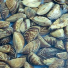 Zebra mussels