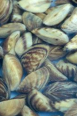 Zebra mussels