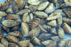 Zebra mussels