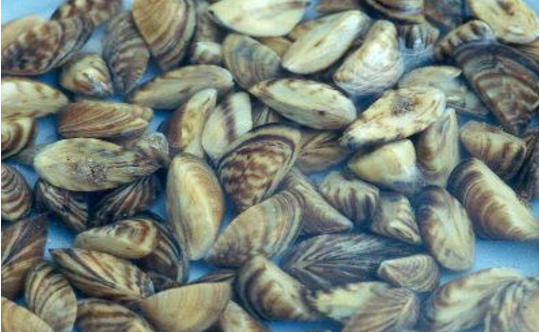 Four lakes and one river in Dane County now have zebra mussels, according to the DNR.