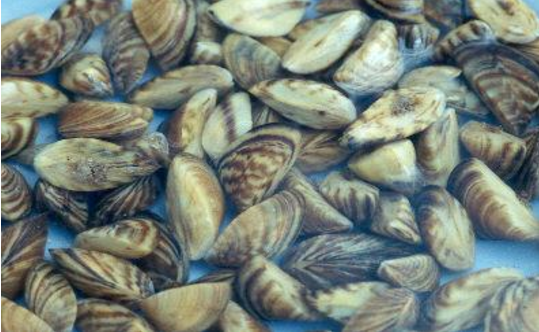 Zebra mussels