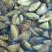 Zebra mussels