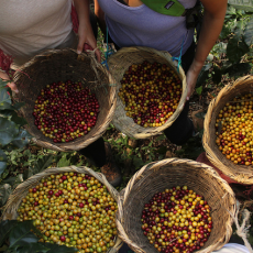 Freshly harvested coffee