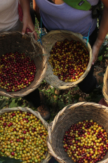 Freshly harvested coffee