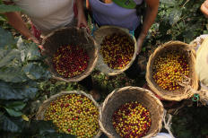 Freshly harvested coffee, Photo credit: Just Coffee