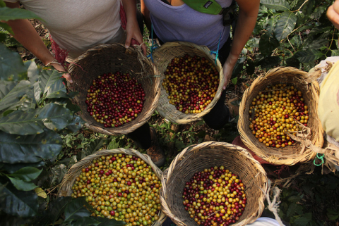 Freshly harvested coffee