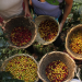 Freshly harvested coffee