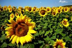 Stock Sunflowers