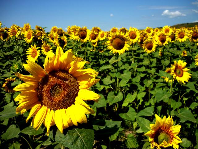 Stock Sunflowers