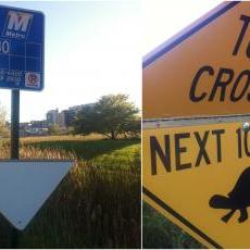 New, larger, turtle crossing signs are now up along University Bay Drive, but folded until peak turtle crossing season (Aparna Vidyasagar/Madison Commons).