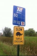 Turtle Crossing Image One