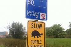 Turtle Crossing Image One