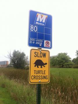 Turtle Crossing Image One
