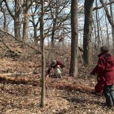 Pulling Garlic Mustard in Cherokee Marsh Park