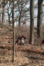 Pulling Garlic Mustard in Cherokee Marsh Park