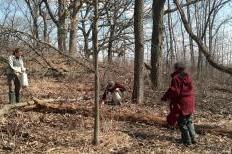 Pulling Garlic Mustard in Cherokee Marsh Park