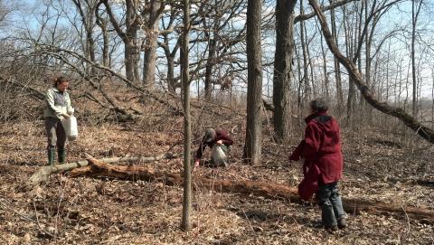 Pulling Garlic Mustard in Cherokee Marsh Park