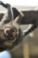 Marmoset