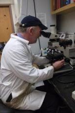 Dr. Brian Hudelson at the Plant Disease Diagnostics Clinic tests and identifies plant diseases for local farmers and gardeners